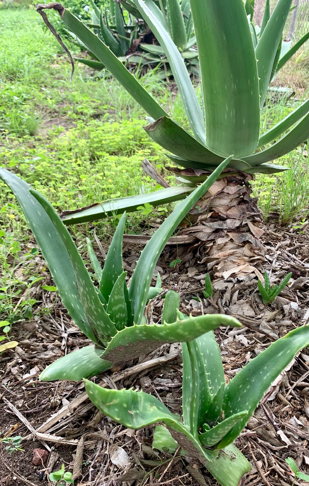 LARGE 14 to 18 inch ALOE VERA PLANT ORGANIC MEDICINAL CACTUS SUCCULENT