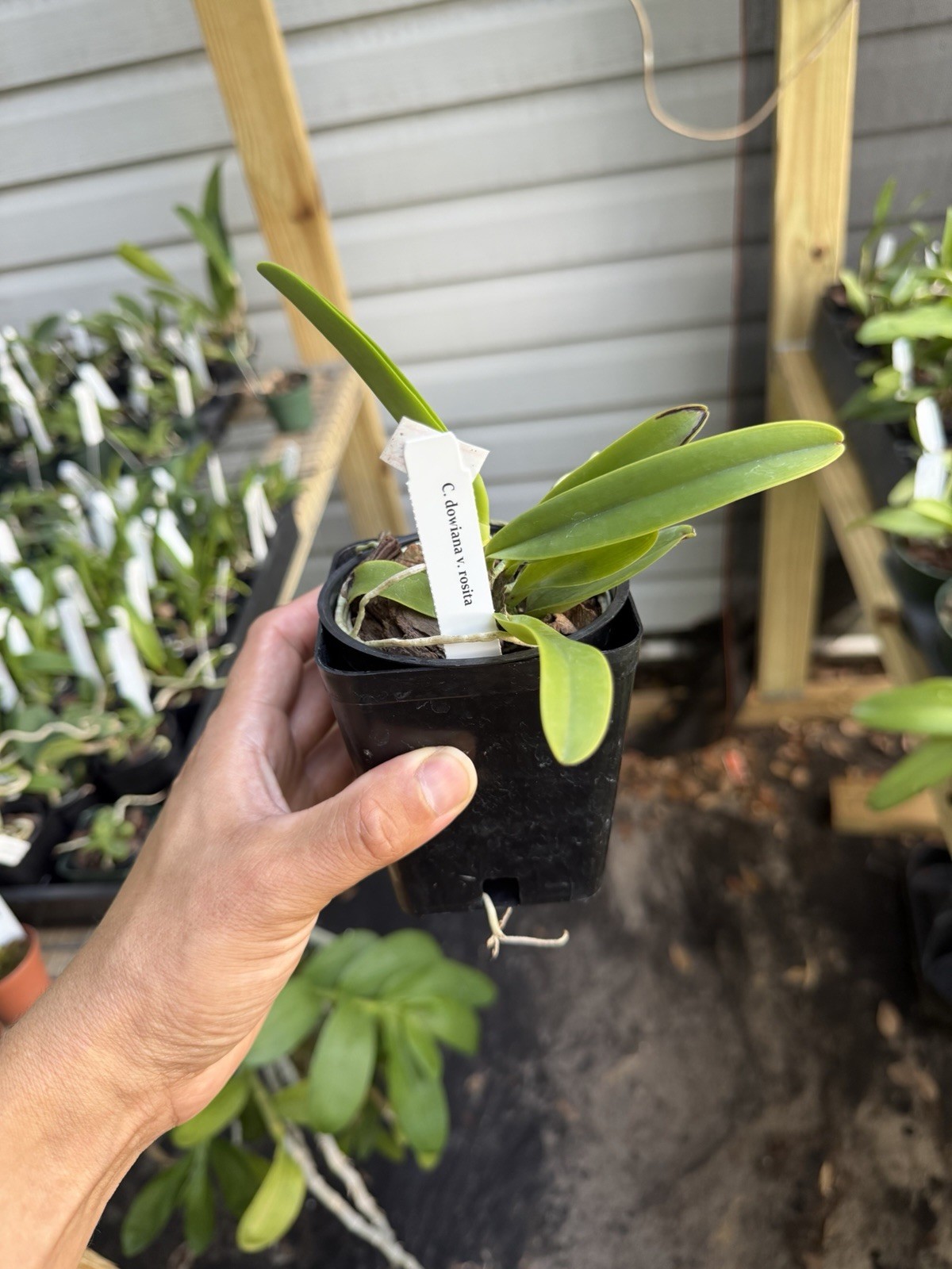C. dowiana v.rosita in 4in pot