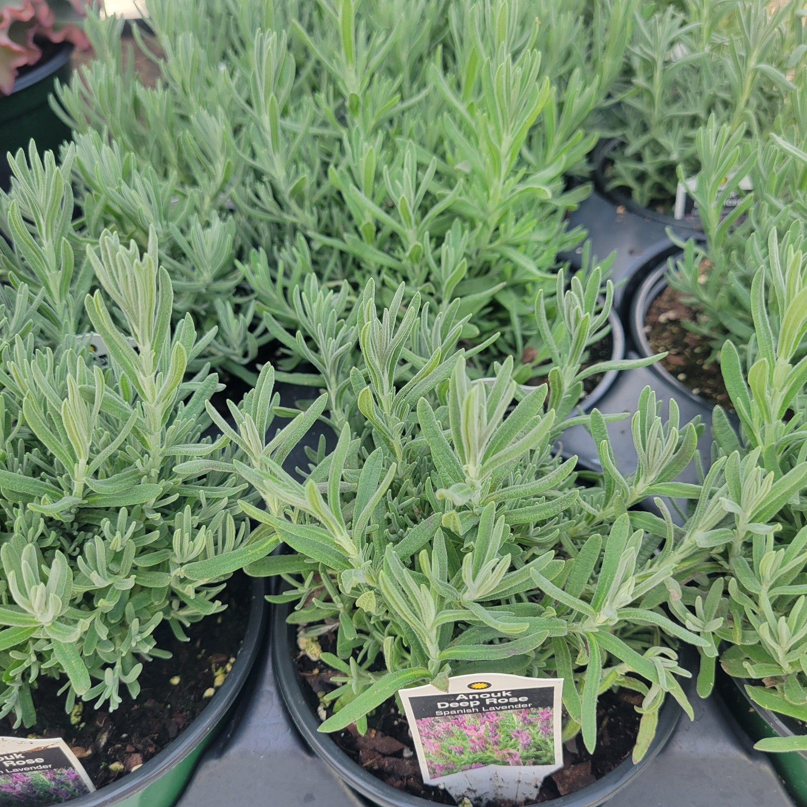 Lavender ‘Anouk DEEP ROSE’ Spanish HERB