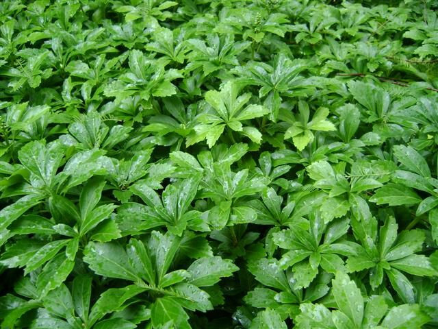 Pachysandra Green Sheen 25 Plants in 2.5-inch Pots
