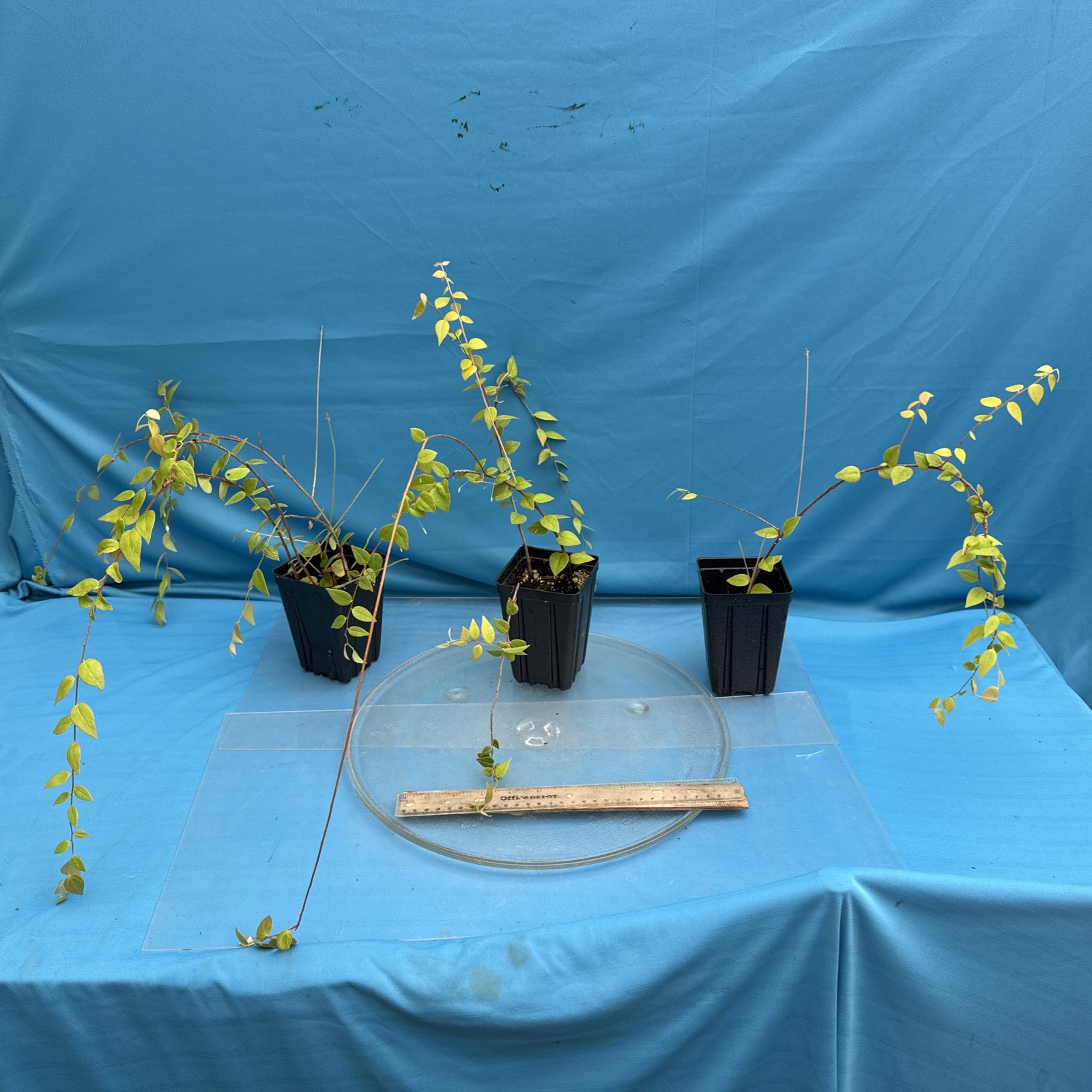 Sphyrospermum ellipticum Newly Established Large Neotropical Ericaceae 4.5” Pot