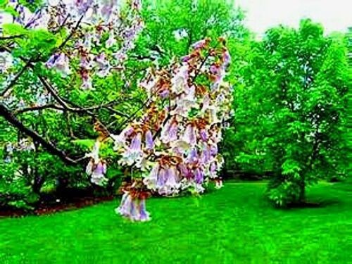 50 Royal Empress Tree Seeds “FASTEST GROWING TREE in the WORLD”