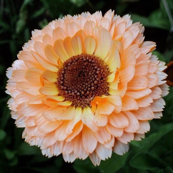 50+Seeds | Sunset Mix Calendula Seeds #H004