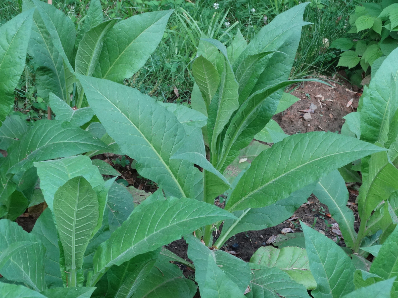 Louisiana PERIQUE TOBACCO 2000+ SEEDS 0.2 Gram RARE HEIRLOOM Fresh 2023 seeds