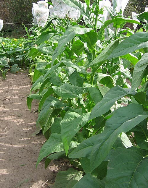 1000 Black Mammoth Tobacco Seeds ~ Heirloom Nicotiana Tabacum ~ Pipe and Snuff