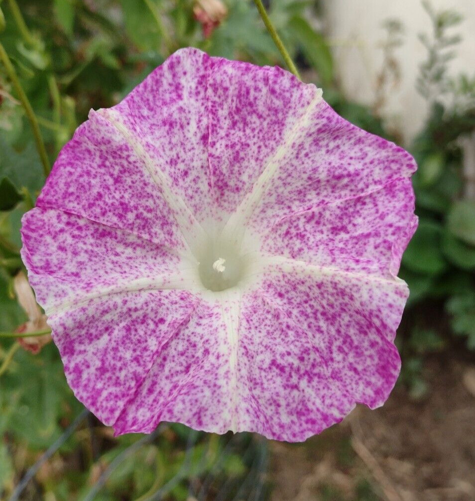 100+ Morning Glory Seeds Mystery Mix | Purple/Blue/Orange/Red/Pink/White/Striped
