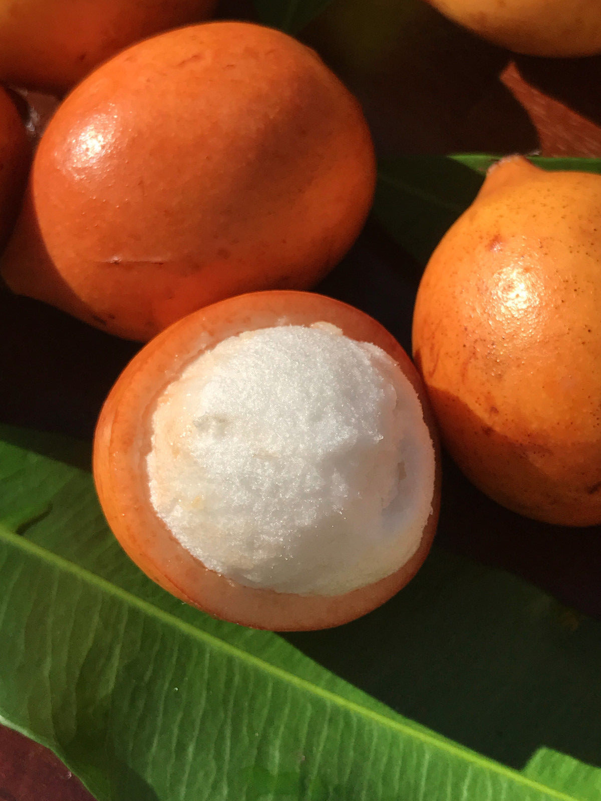 Achachairu Garcinia Humilis Orange Bolivian Mangosteen Tropical Fruit Tree Plant