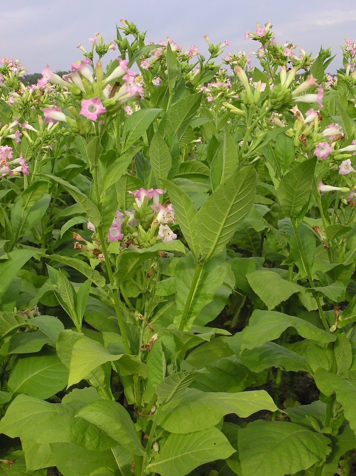 1000 Golden Harvest Tobacco Seeds ~ Heirloom Nicotiana Tabacum ~ Fast grow