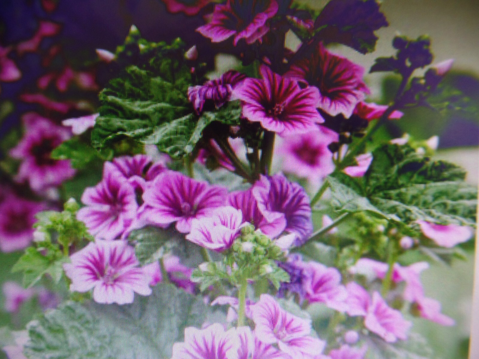 Althea Zebrina Seeds 25+