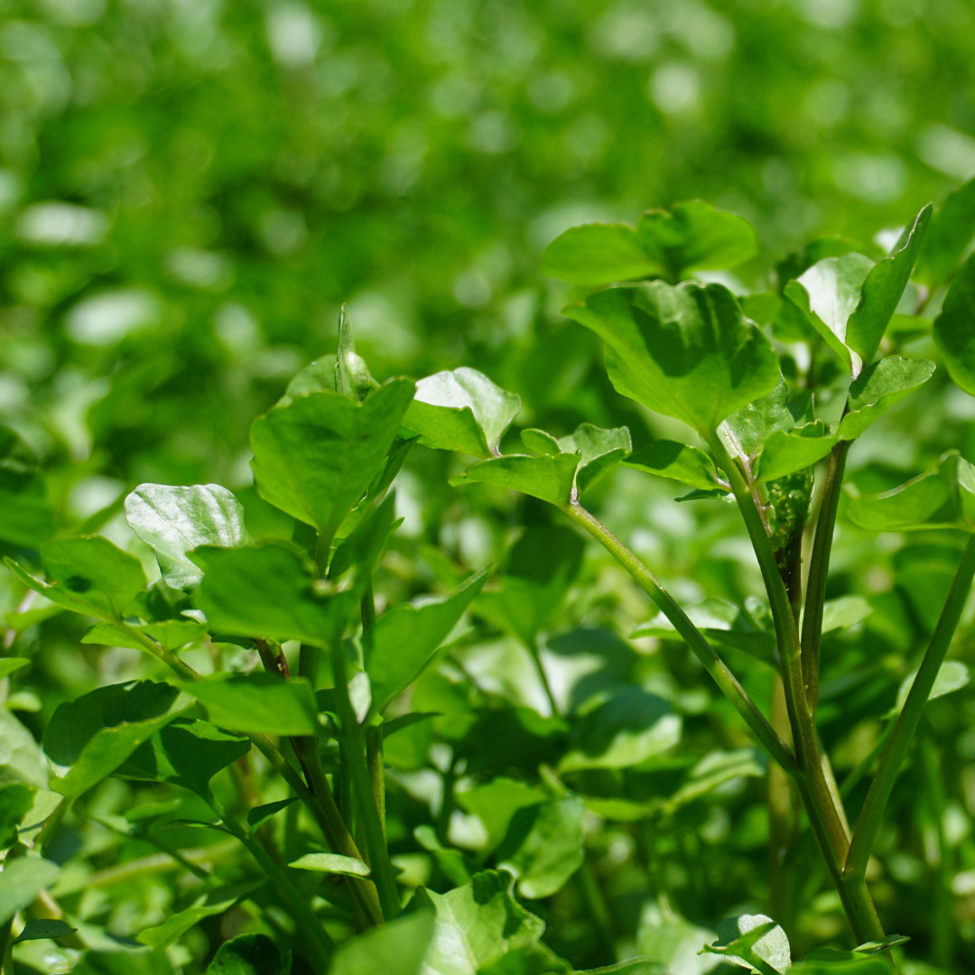 Fresh Green Watercress Seeds | Xi Yang Cai | Heirloom Non-GMO | Vegetables Seeds