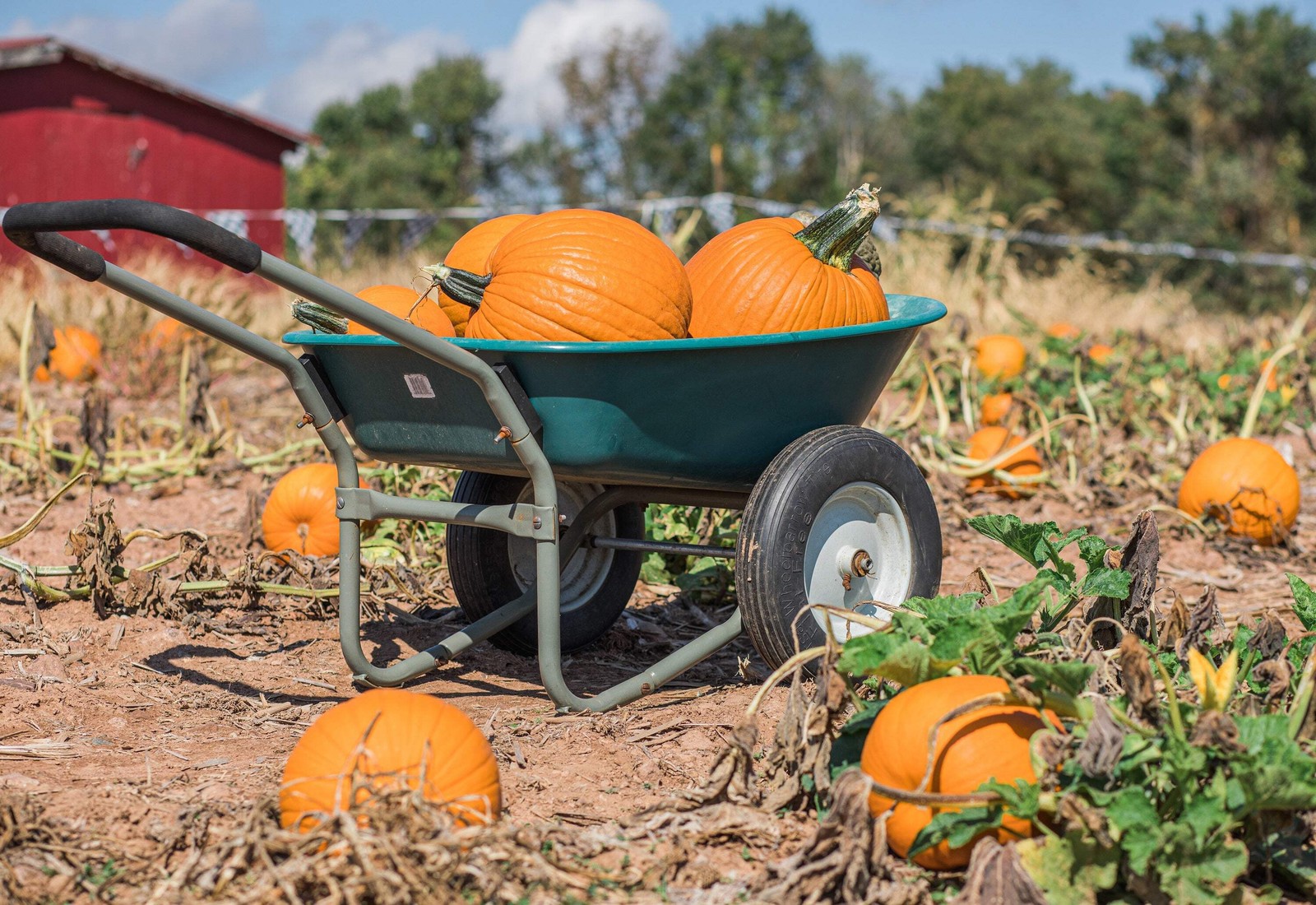 50 CONNECTICUT FIELD PUMPKIN BigTom Orange Yankee Cucurbita Pepo Vegetable Seeds