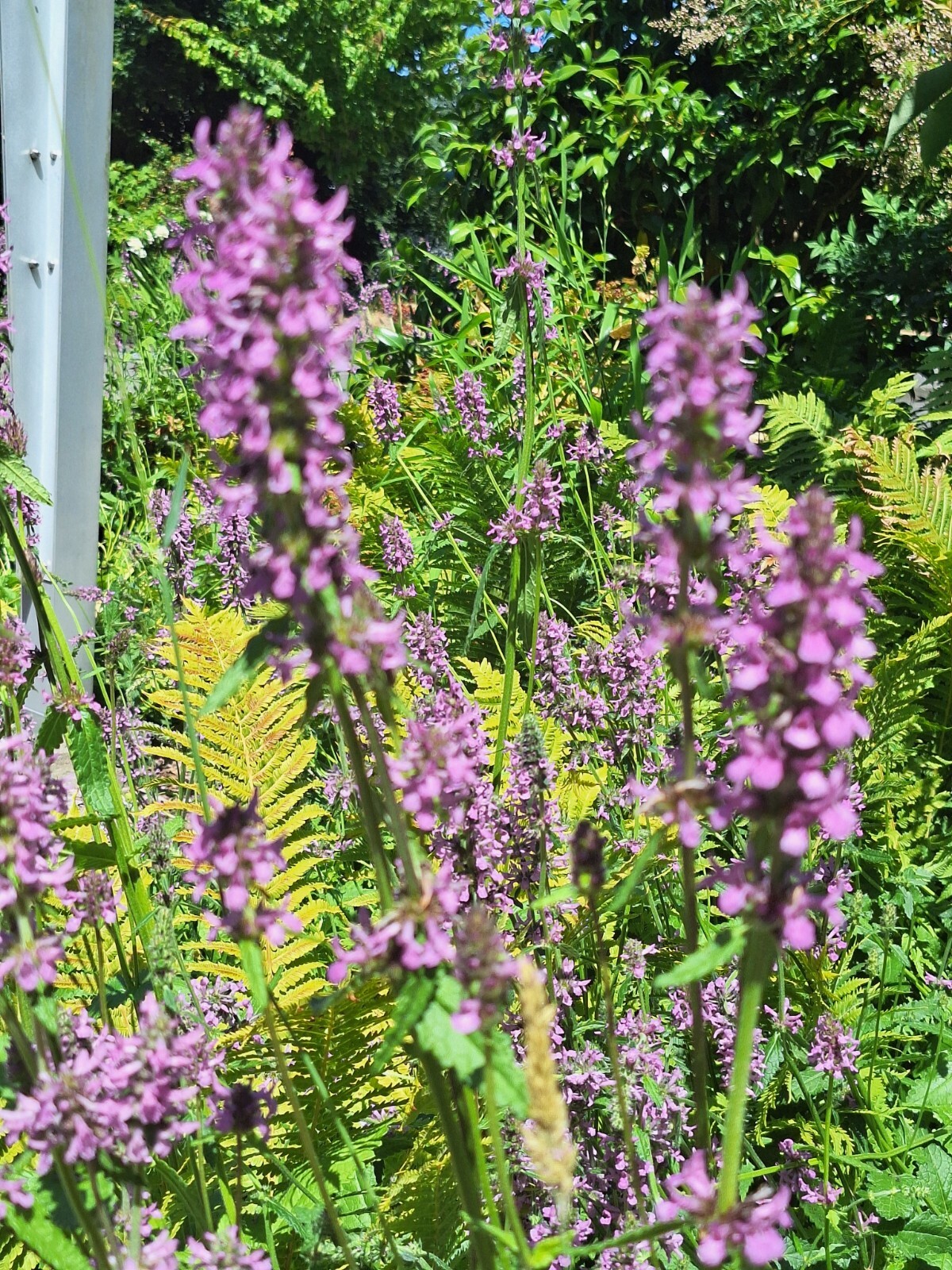 AGASTACHE 200 SEEDS, HYSSOP, PINKISH-PURPLE FLOWERS, HARDY PERENNIAL