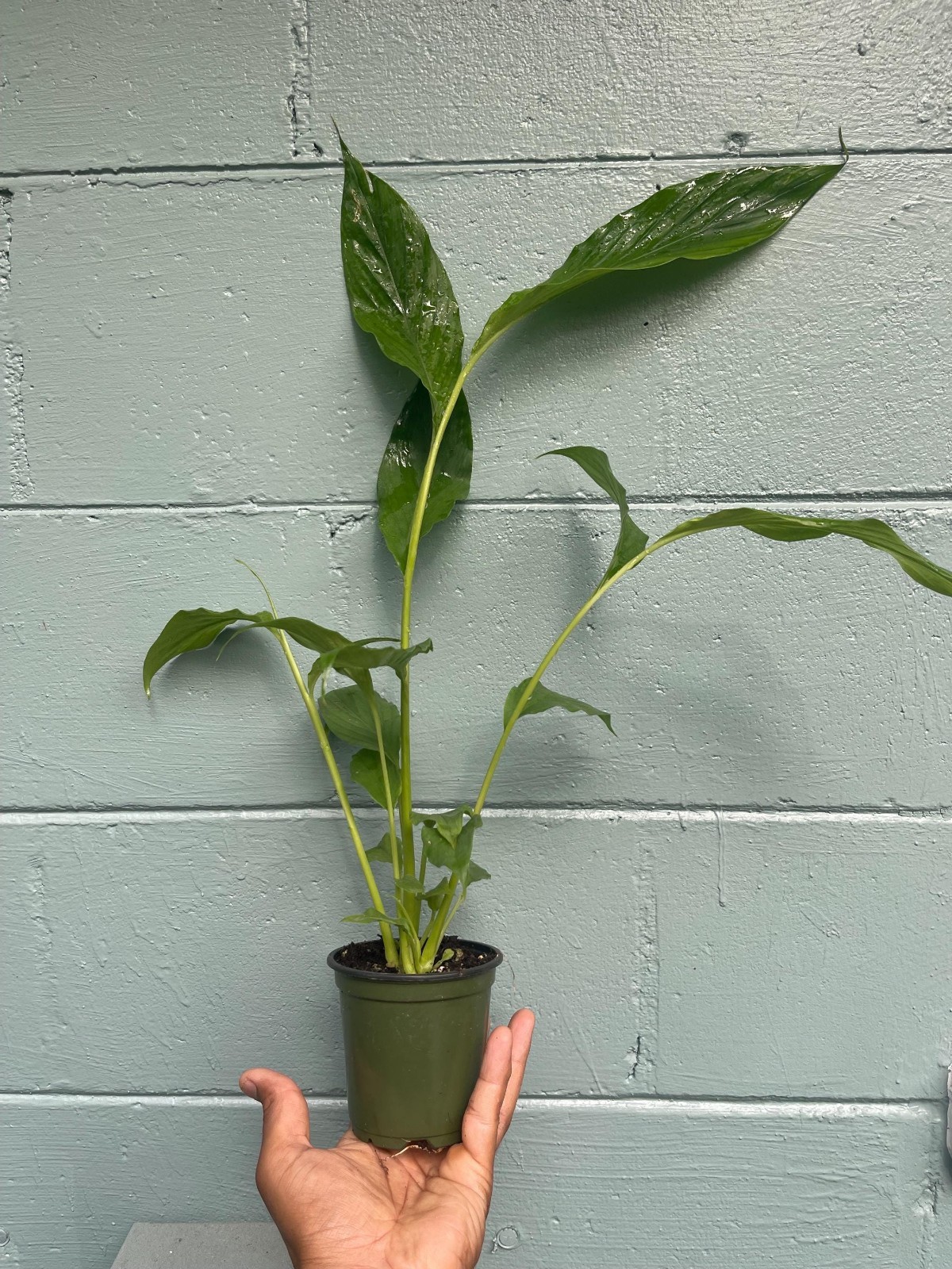 Live Cardamom Plant Elettaria Cardamomum Rare Spice Plant 15+ Tall