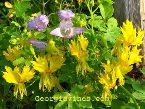 Tropaeolum peregrinum Canary Bird Vine 10 seeds