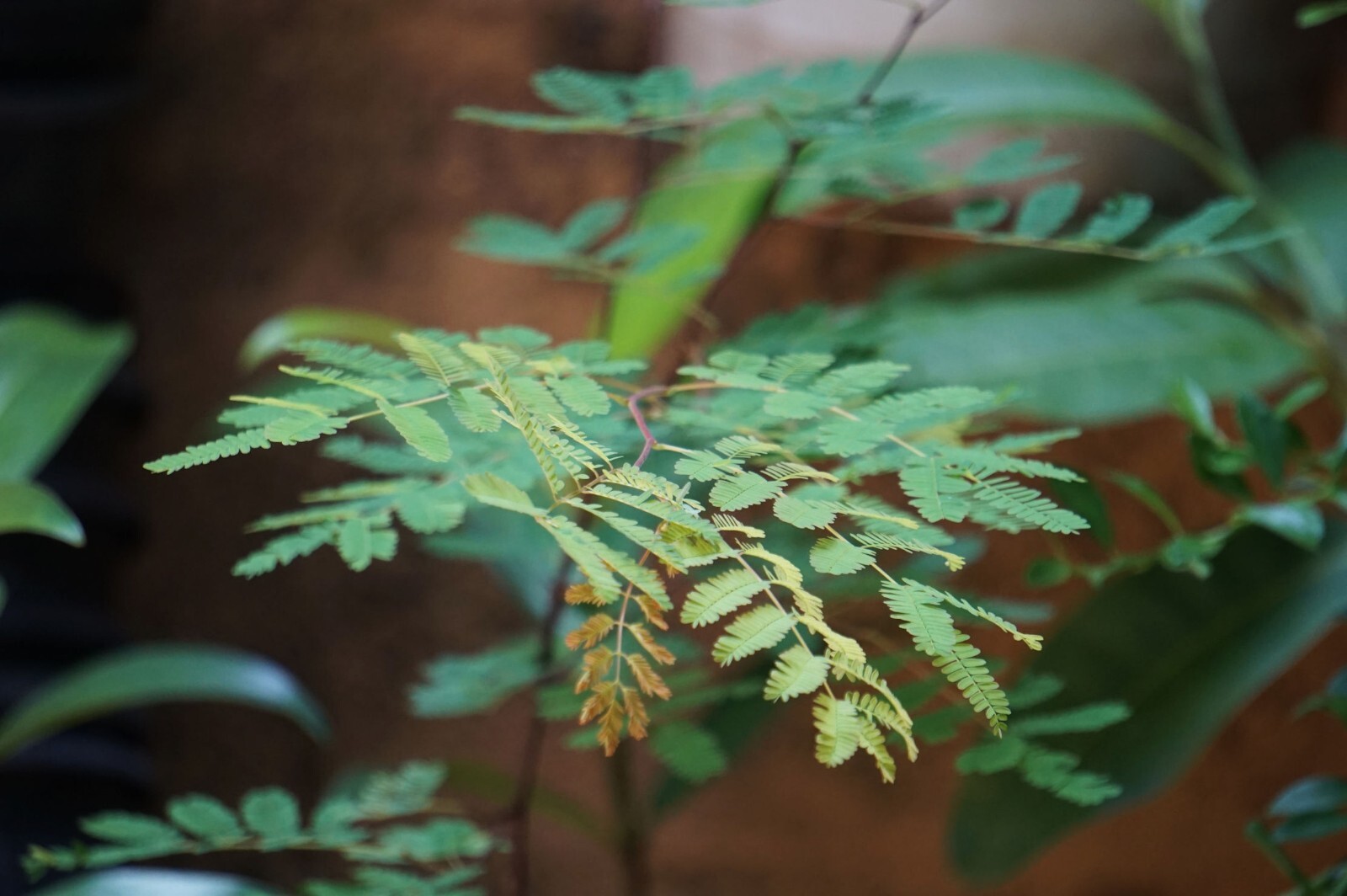 10 Tropical Heirloom Seeds -Crested Cassia Flower- Caesalpinia crista