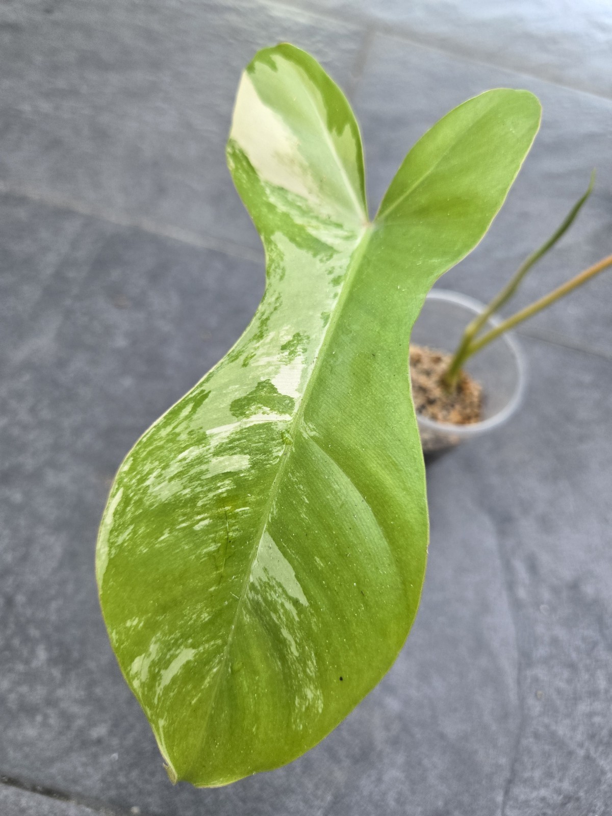 Variegated Philodendron Florida Beauty x Billietiae Jennifer not Monstera Mayoi
