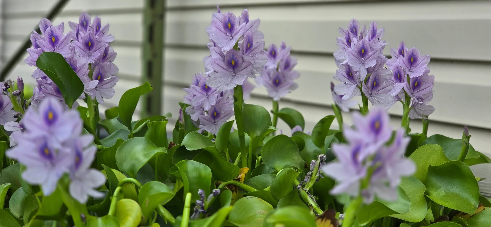 Water Hyacinth – ten medium/large 6-14″ plants – Aquatic Plant Great for ponds