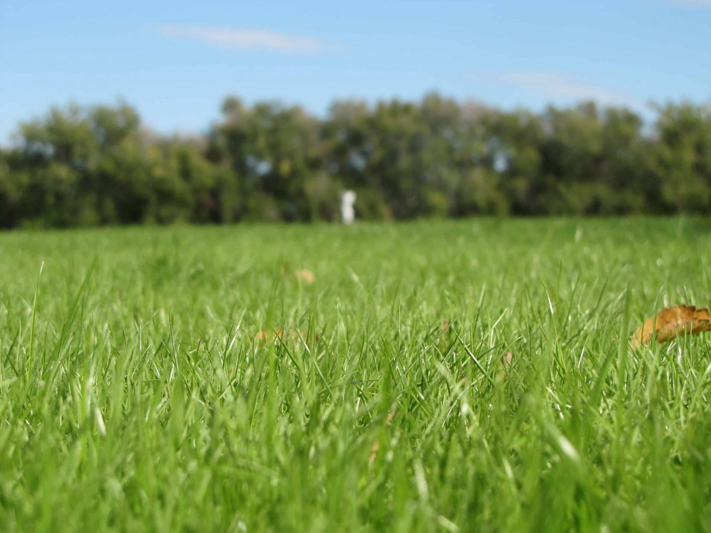 Kentucky 32 Tall Fescue Grass Seed