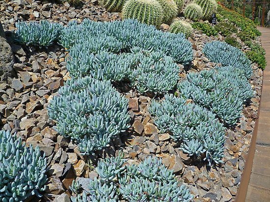 5X Senecio Dwarf Mini Baby Blue Chalk Sticks Serpens 3+” Succulent Cuttings