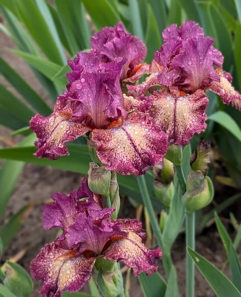 ‘Innocent Star’ TB Bearded Iris Rhizome PRE-SALE to Ship Aug/Sept