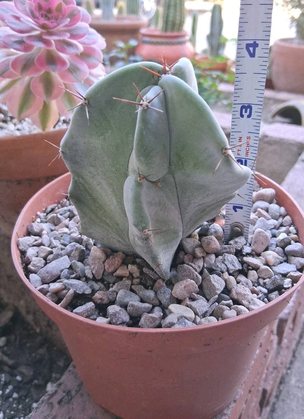 Stenocereus Pruinosis SPIRAL Gray Ghost Cactus Ships BareRoot 4″Hx3″W Nice Size
