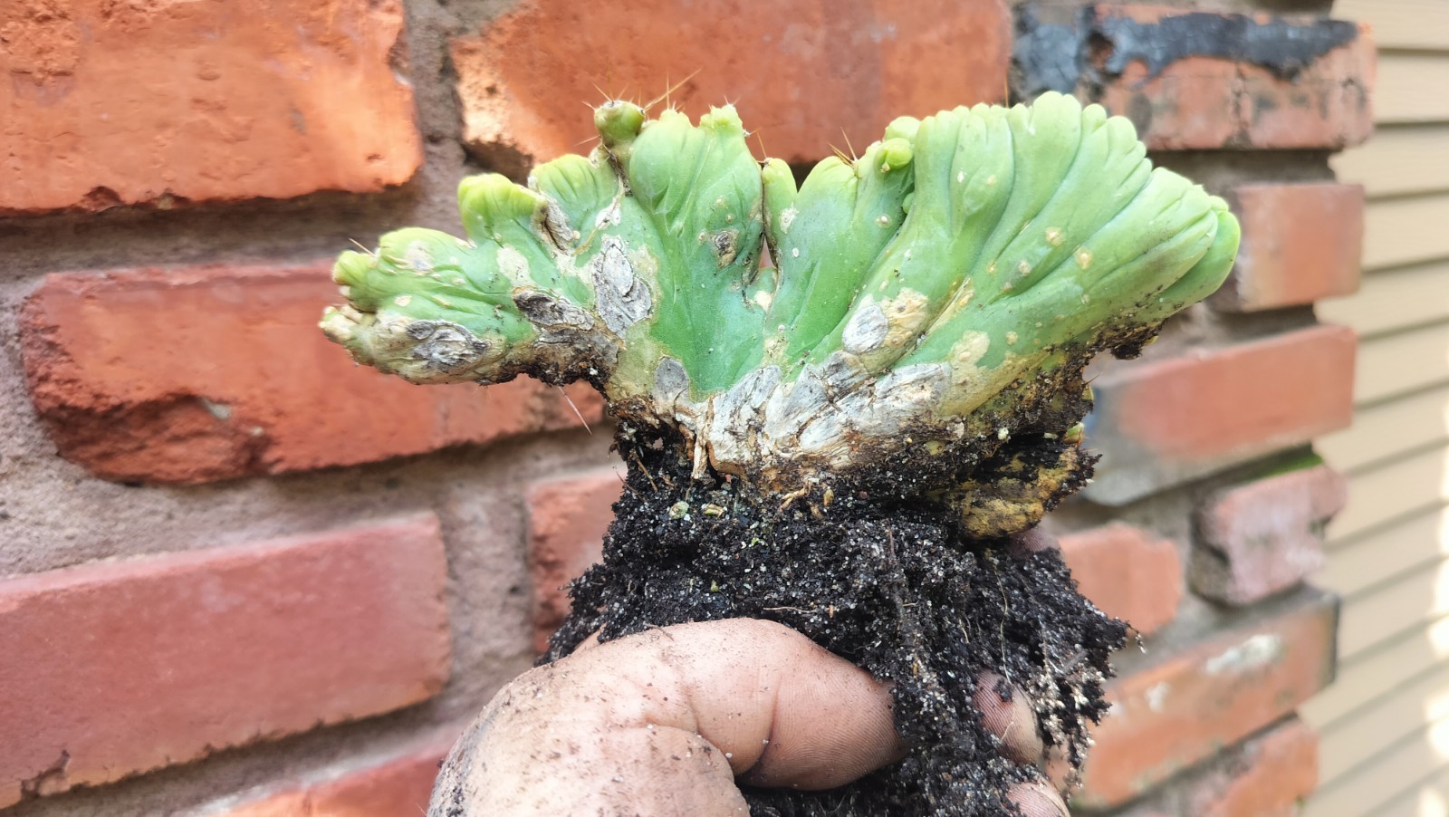 Sacred Cactus – Bridgesii -TBM Crested) – Fully Rooted (Exact Cactus)