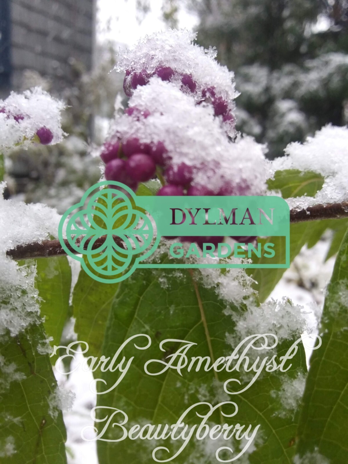 Purple Beautyberry (Callicarpa dichotoma ‘Early Amethyst’) – Multiple Sizes