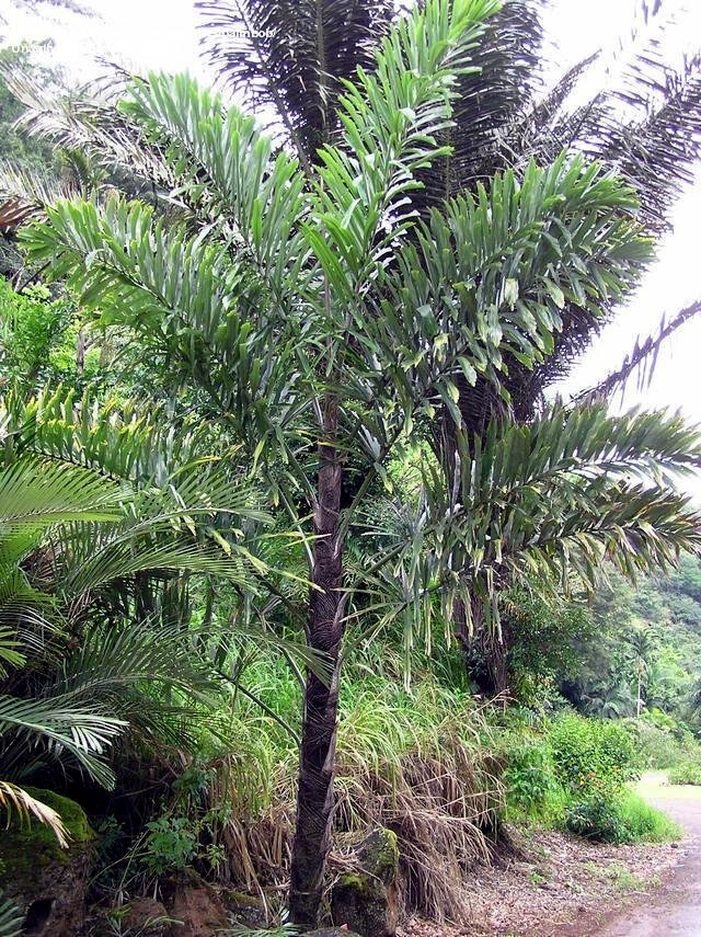 FISHTAIL PALM TREE SEEDS (Wallichia disticha) Distichous RARE Exotic Tropical