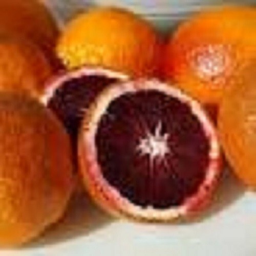 VARIEGATED blood orange /citrus/- 3 fresh cuttings, imported, Europe