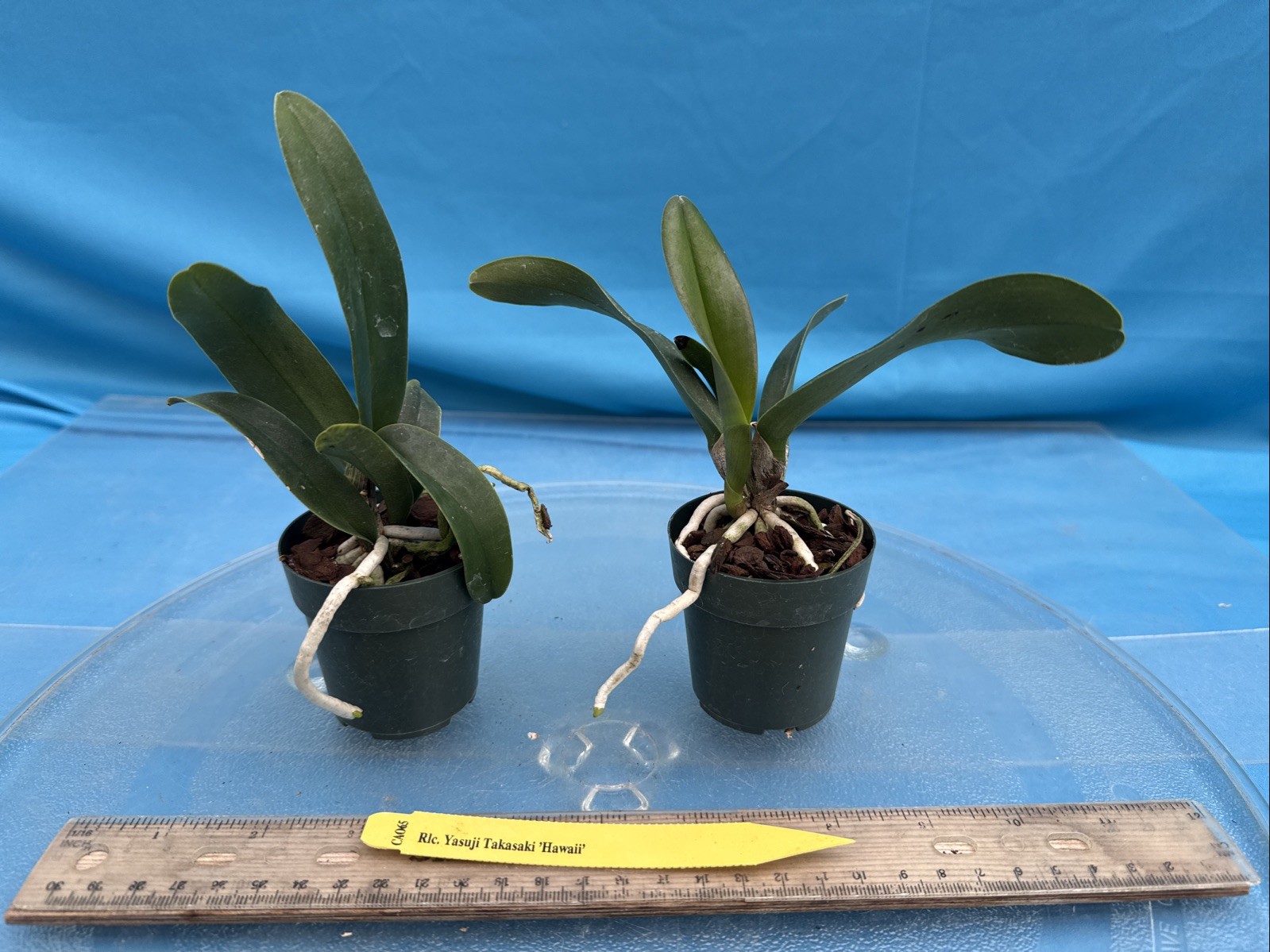 Cattleya Rlc Yasuji Takasaki Orange Red ‘Hawaii’ Fragrant Orchid Hybrid 2” Pot