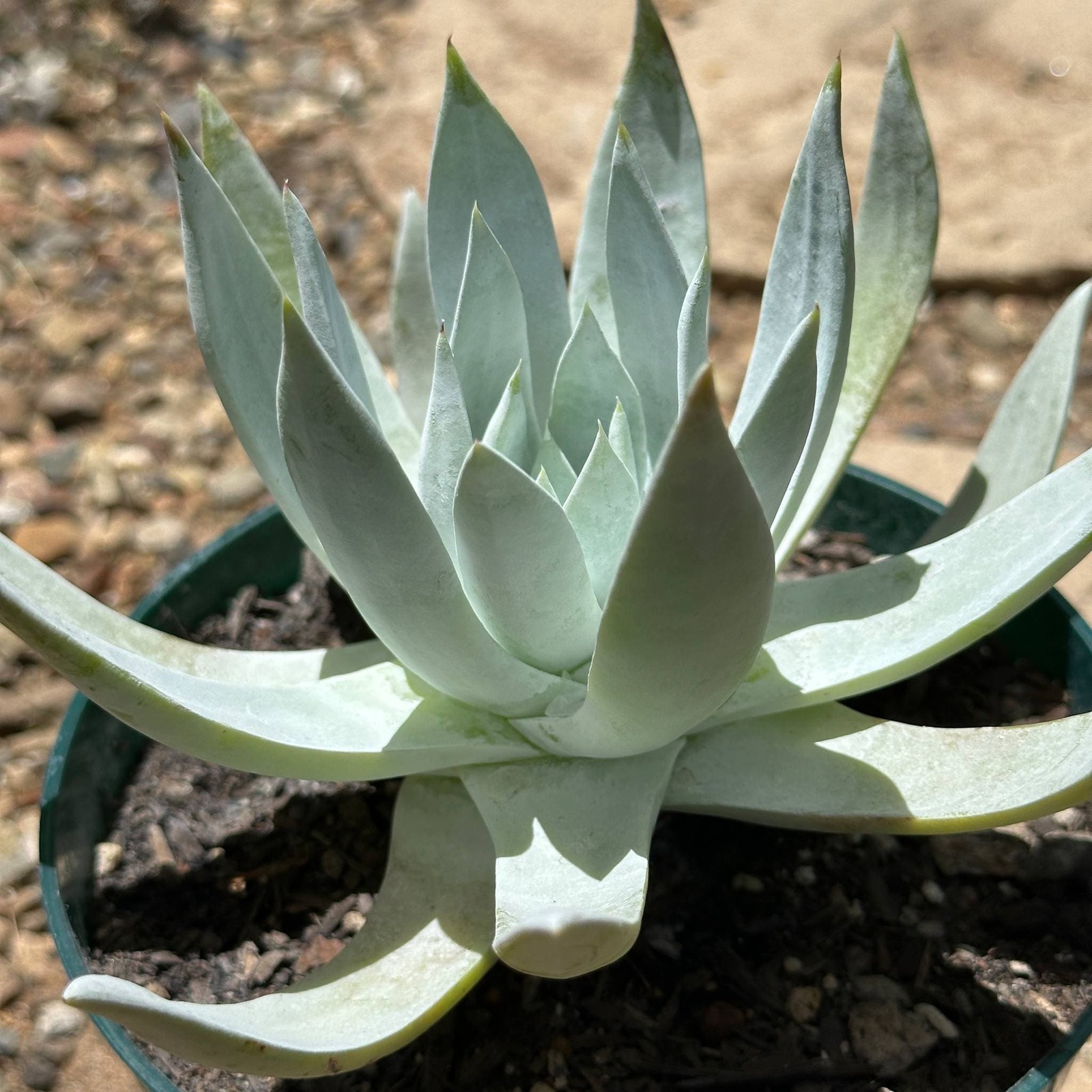 Dudleya brittonii ‘Giant Chalk’