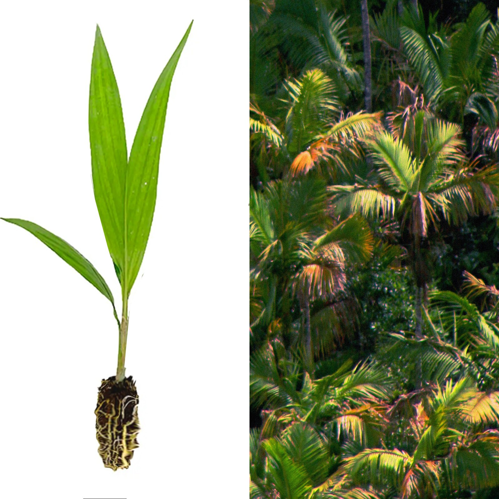 x2 LIVE Bare root : Prestoea Acuminata Sierra Palms Rare Shade Exotic palm