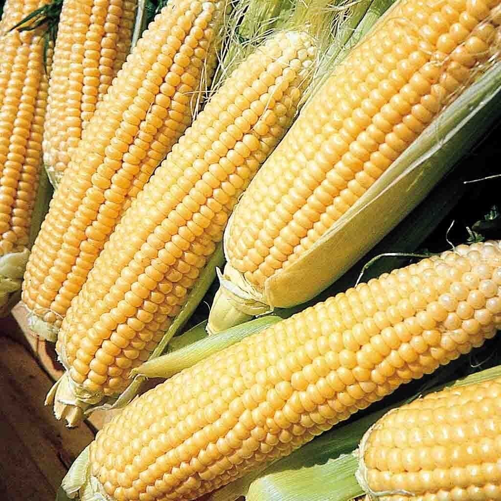 Sweet Corn Seed: Kandy Korn Sweet Corn Seed. Fresh Seed