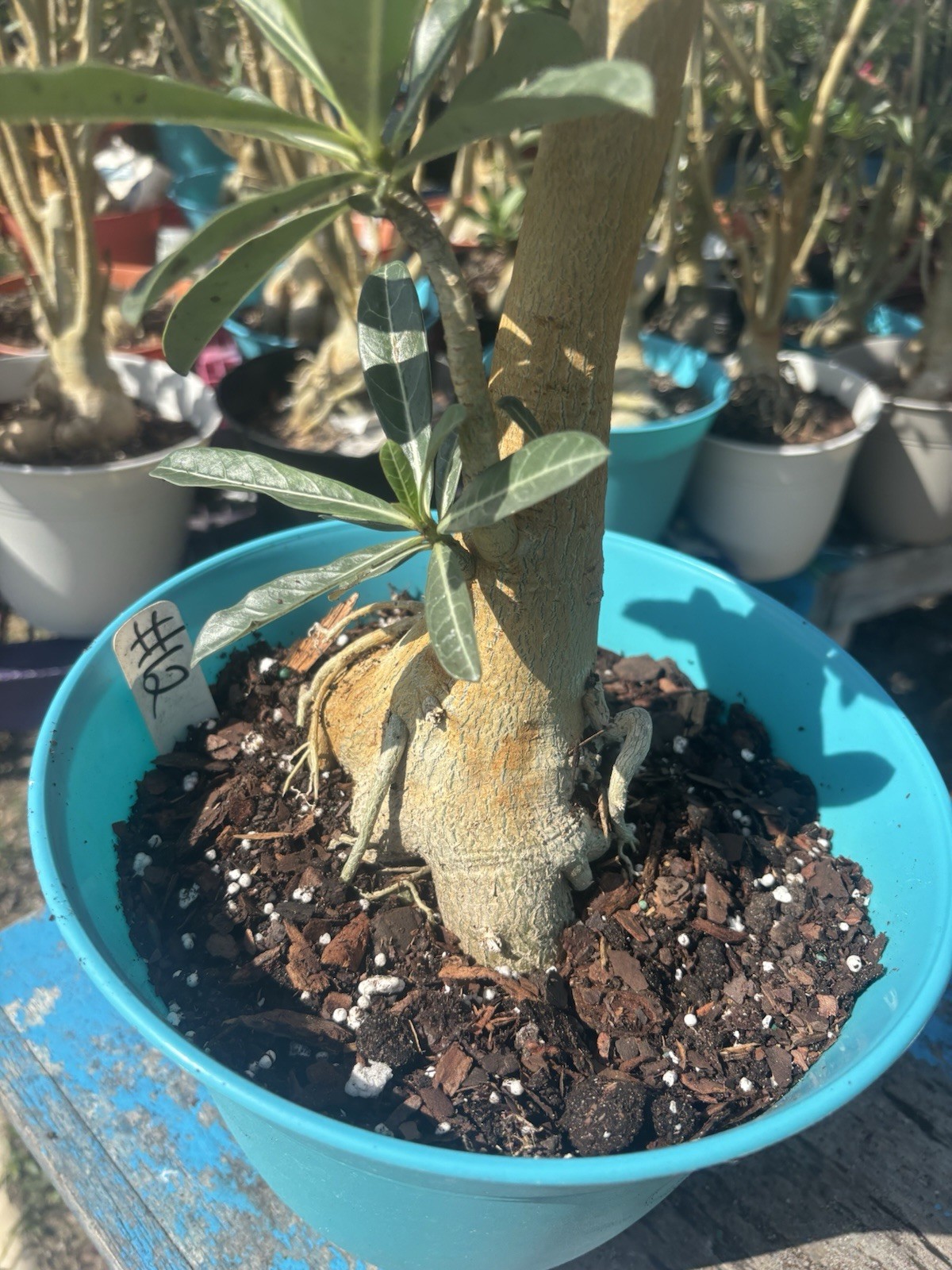 Adenium Obesum Desert Bareroot Pick A # From The Pictures