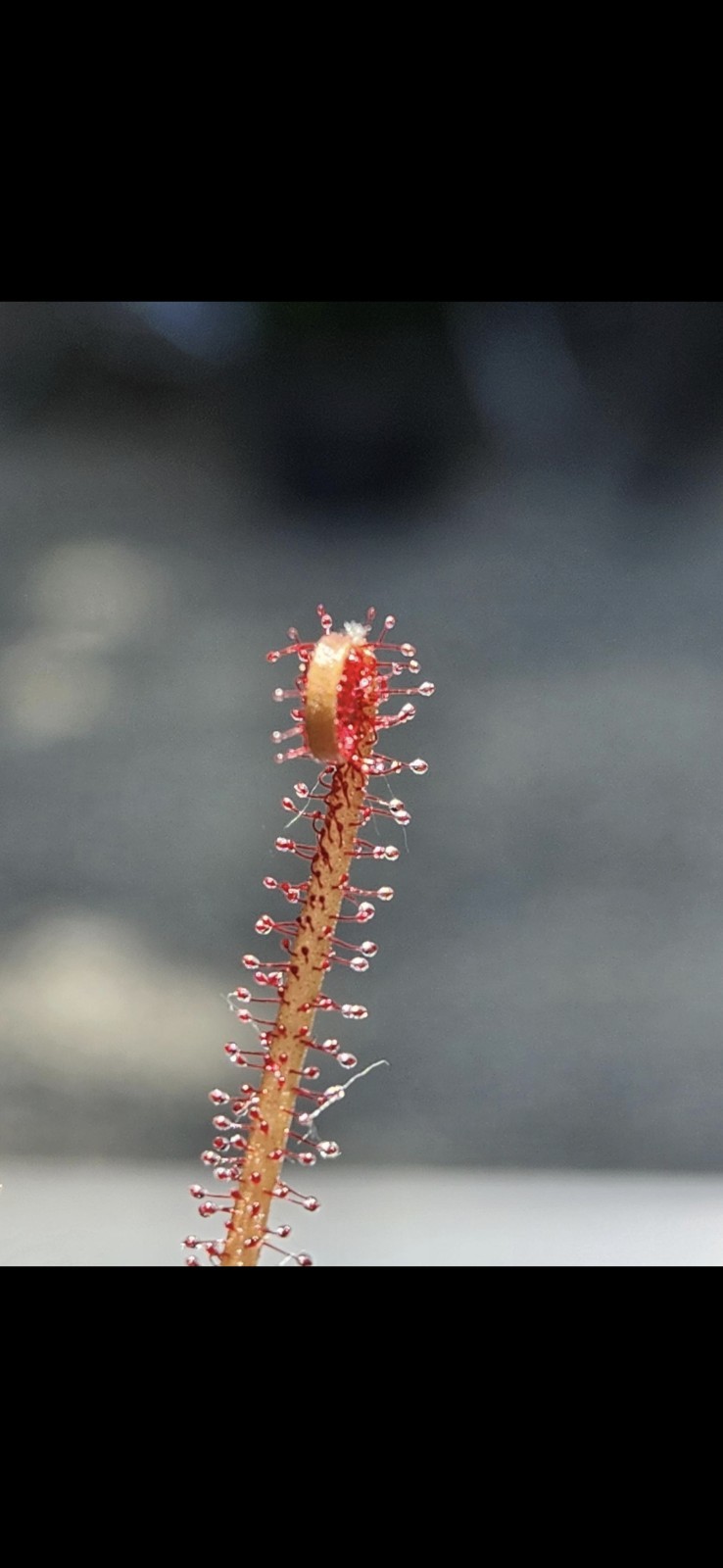 CARNIVOROUS PLANT SEEDS 100+ Seeds