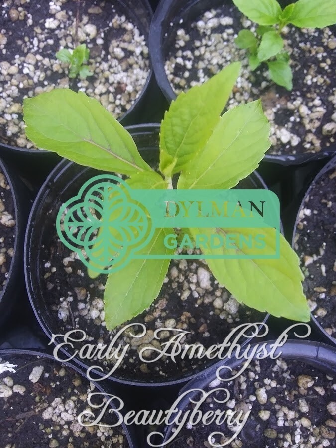 Purple Beautyberry (Callicarpa dichotoma ‘Early Amethyst’) – Multiple Sizes