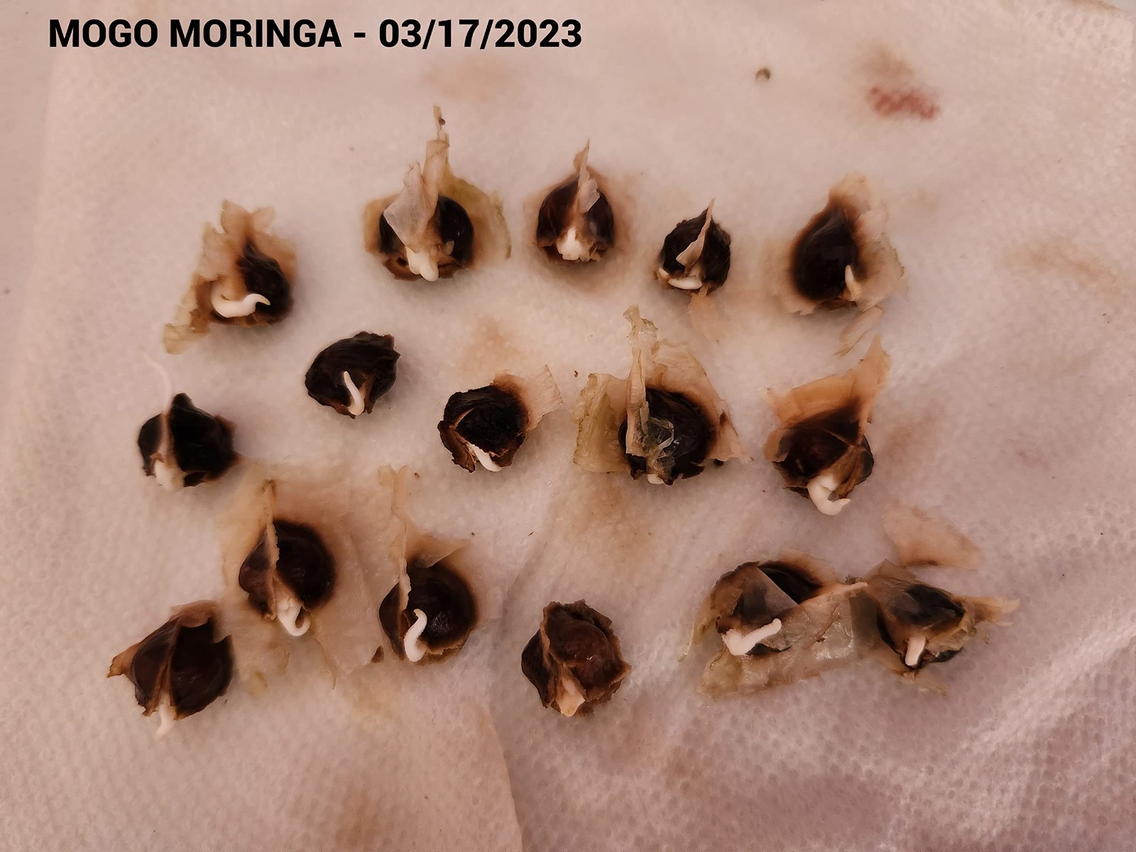 100 Moringa Seeds for Planting | Premium Germination | Malunggay Seeds, PKM1