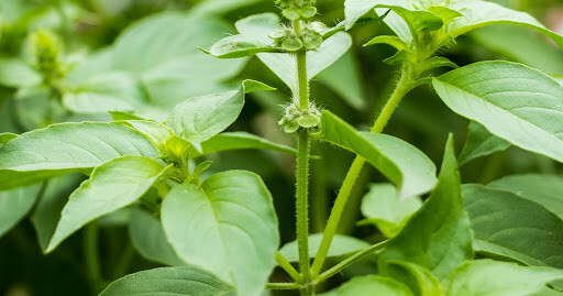 100+ seeds of Persian Rayhan or Rayhoon ريحان Basil Organic US Grower