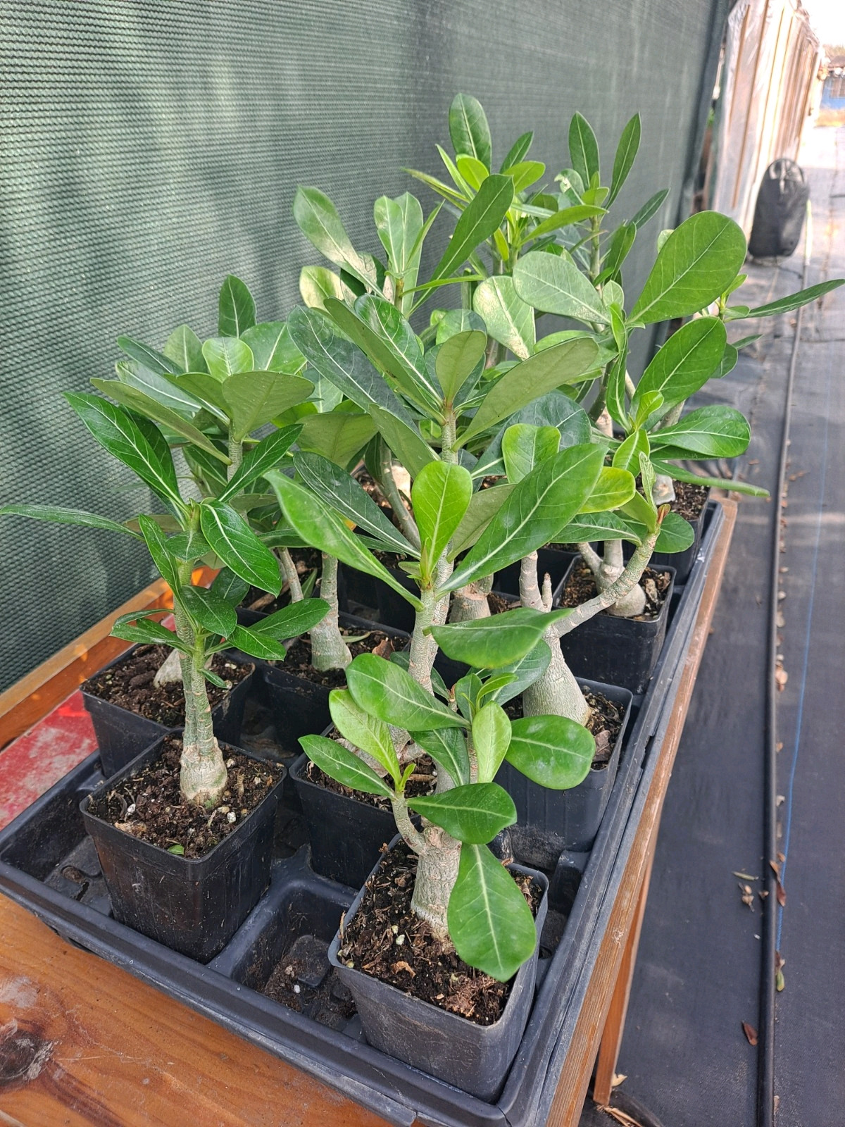 10 Adenium Obesum desert rose seedlings Rosa Del Desierto US SELLER