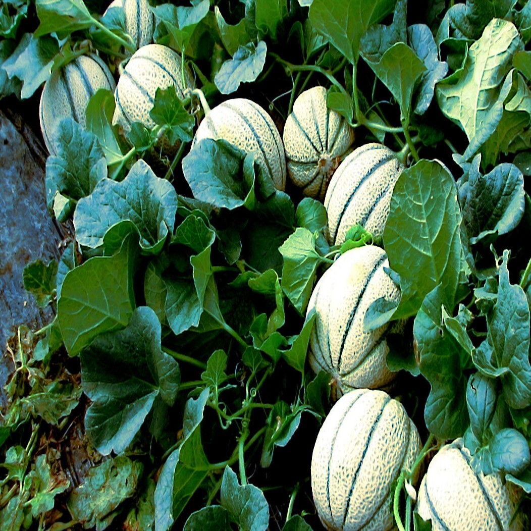 20 Charentais Melon Cantaloupe Seeds NON~GMO Organic Garden French Hybrid Plant