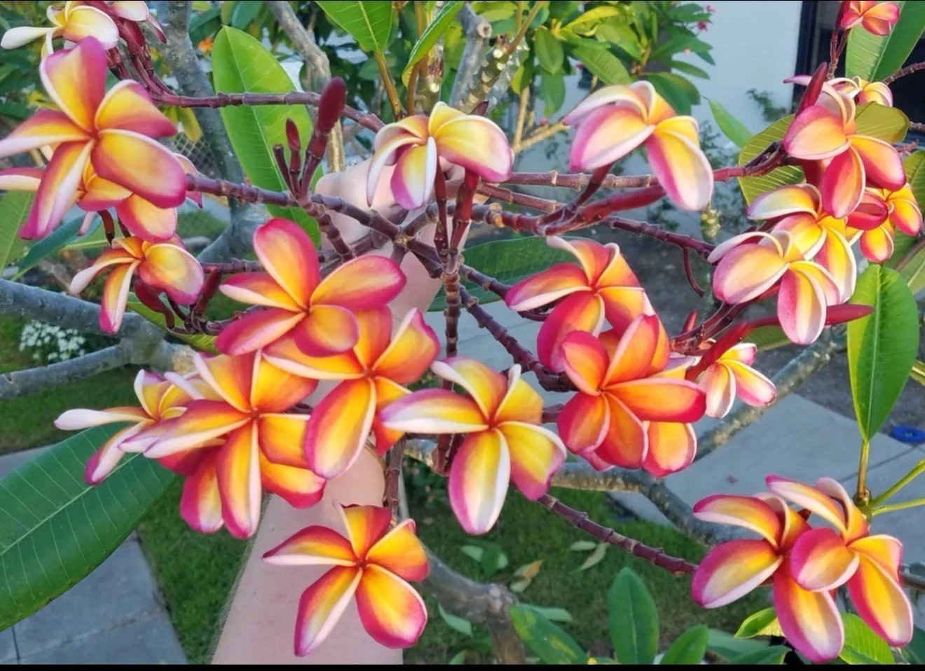 Brand HOPE’S GARDEN Season of Interest Fall, Spring, Summer, Winter Type ROOTED
