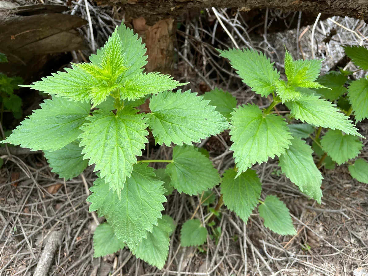 4.75 oz Stinging Nettle Seeds – Urtica Dioica – Medicinal Plant – Deer Resistant