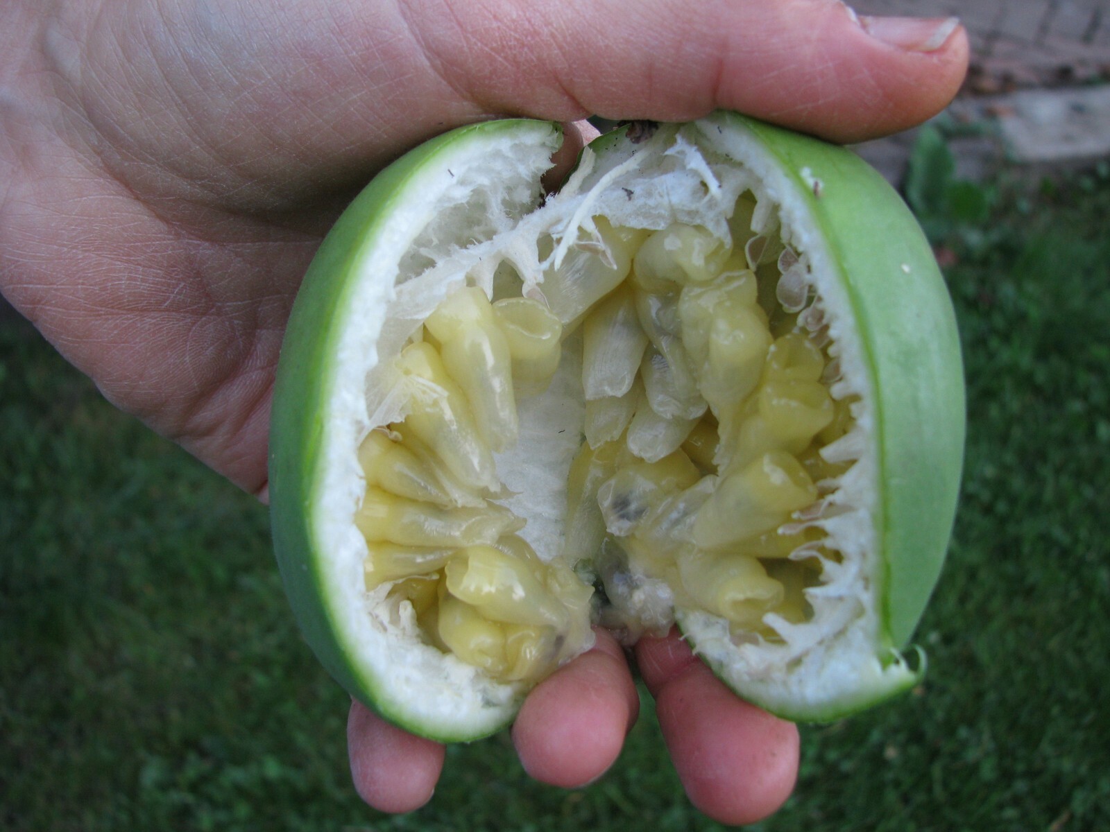 ~~MAYPOP PASSIFLORA~~Starter Plant~~Passiflora Incarnata~~BUTTERFLY HEAVEN!