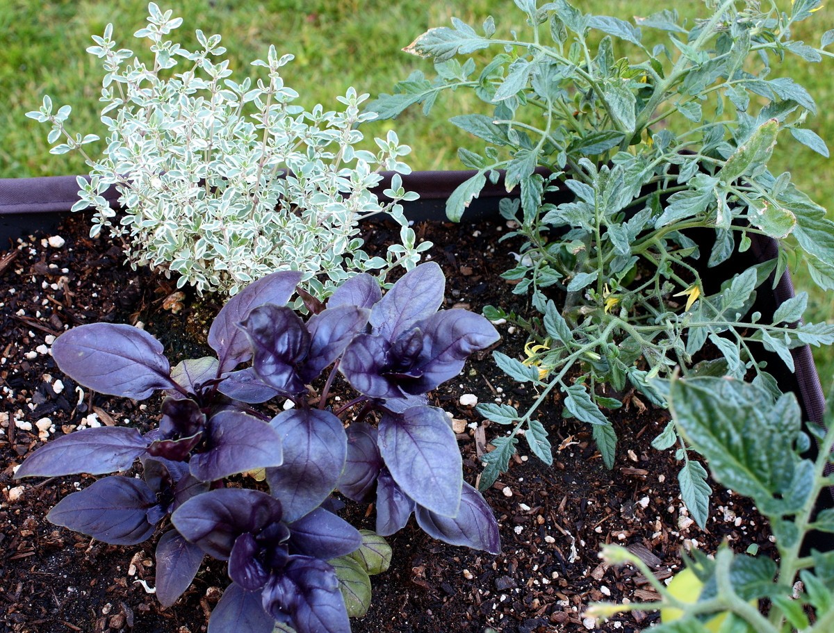 300+ seeds PURPLE DARK OPAL BASIL Ocimum basilicum ‘Dark Opal’