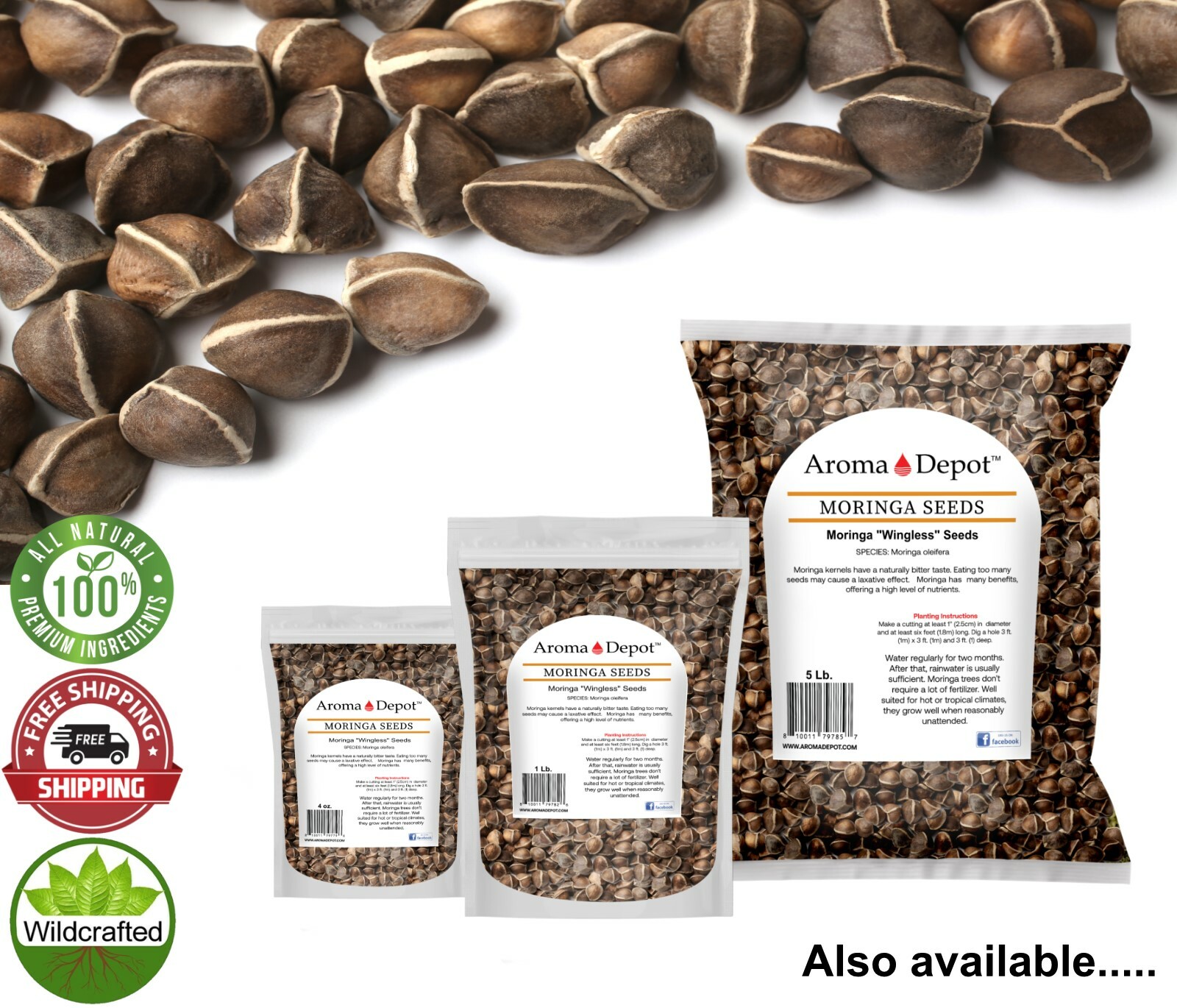 Moringa Seeds 10 oz. Wingless 1000 Semilla de Moringa Oleifera Pepas Malunggay