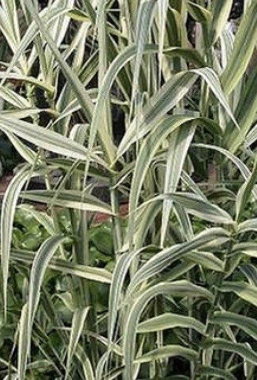 Arundo Donax Variegated Reed Like Bamboo Plant – 5 Rhizomes Free Shipping
