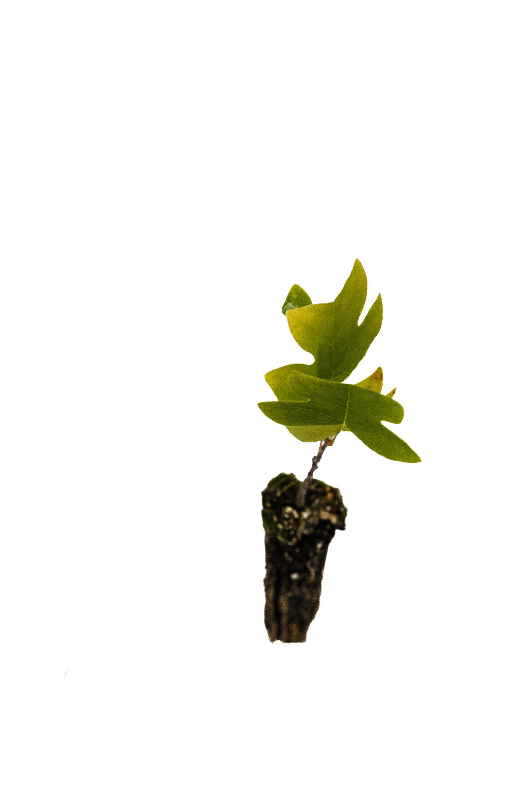 Tulip Poplar | Small Tree Seedling | The Jonsteen Company