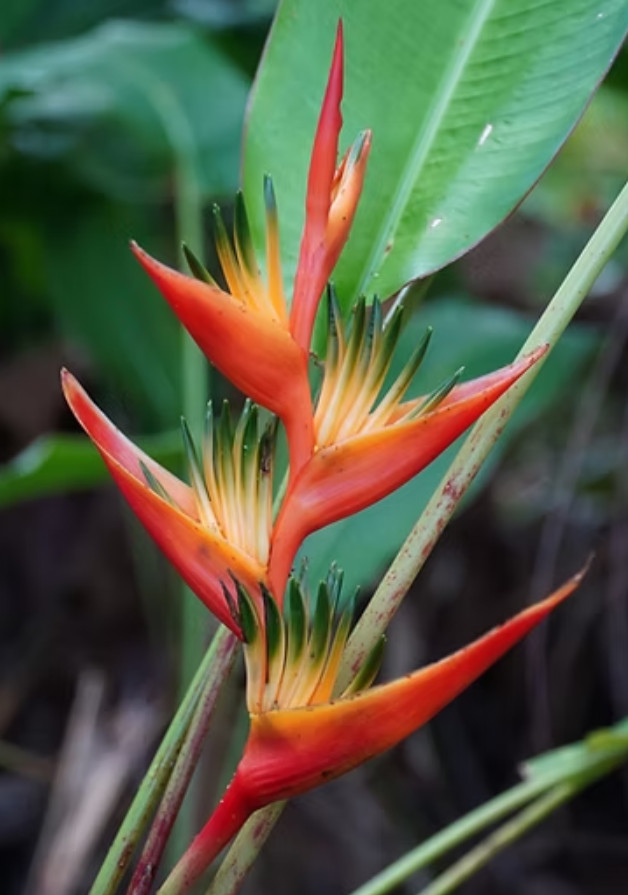 Set 2 Live Red Heliconia Rhizomes with Green & Yellow Center – Tropical Flower