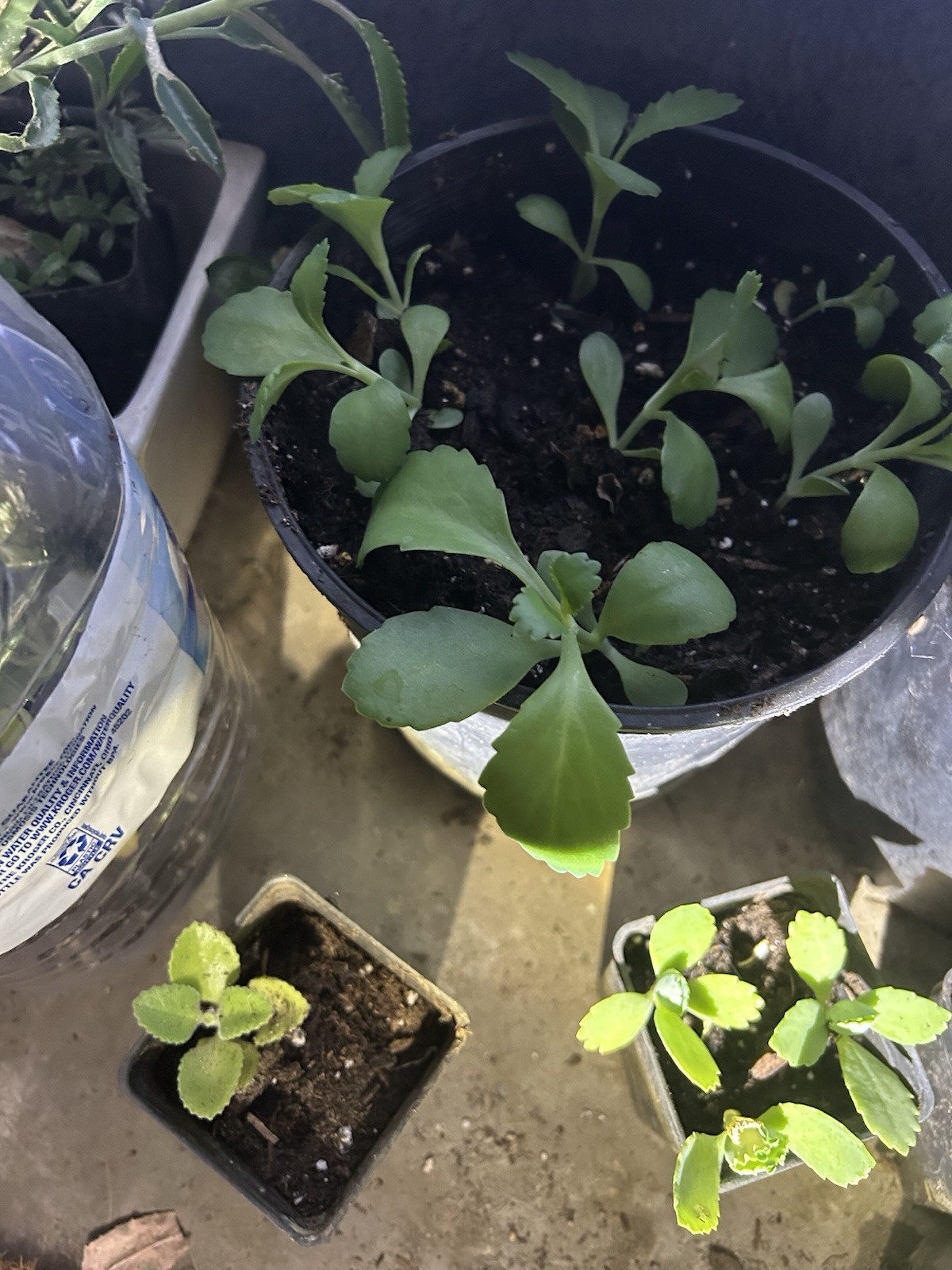 Kalanchoe Mother Of Thousand