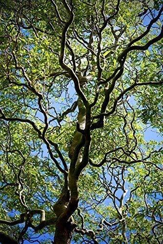 20 Corkscrew Willow Tree Cuttings – Fast Growing Trees for Privacy or Shade – Un
